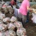 希森六号土豆，荷兰十五土豆加工厂土豆