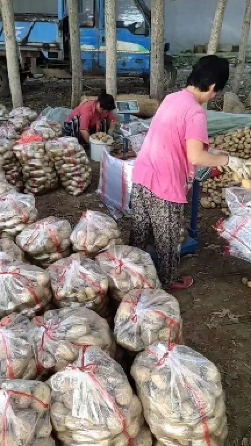 希森六号土豆，荷兰十五土豆加工厂土豆