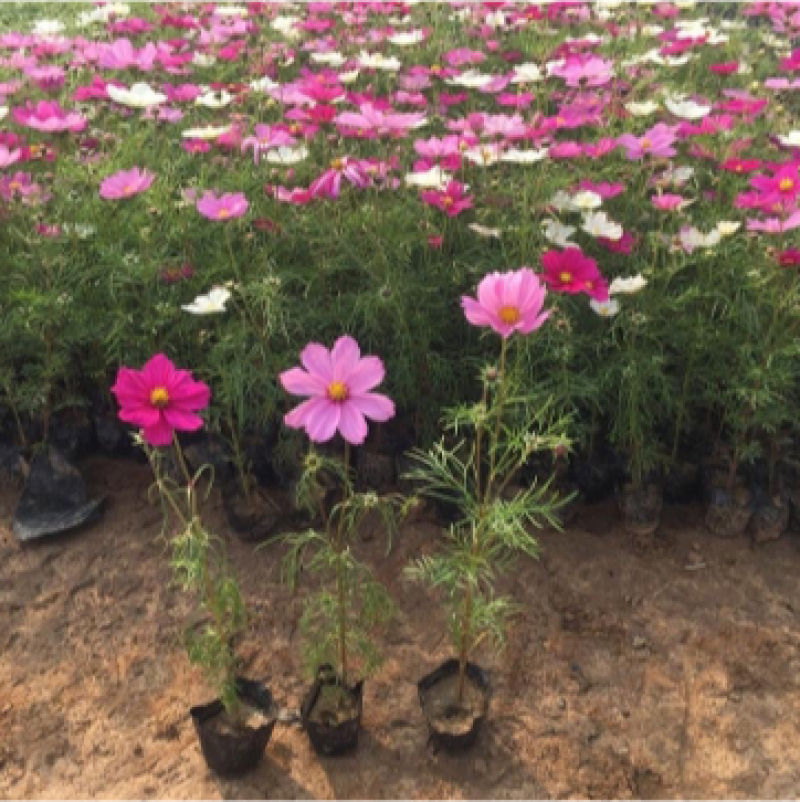 格桑花，一手货源，基地直发，大量供应100万盆