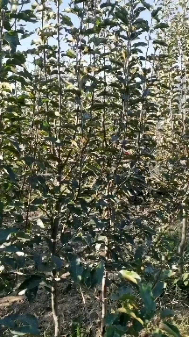 苹果树苗，矮化苹果树，矮化中间砧苹果树，美八苹果树苗