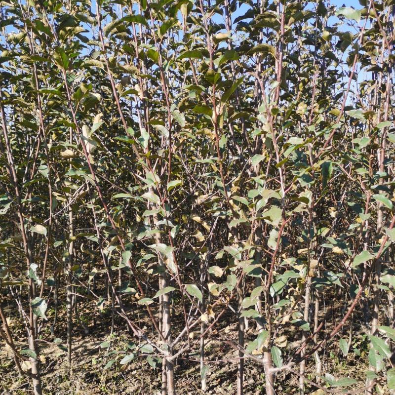 苹果树苗，矮化苹果树，矮化中间砧苹果树，美八苹果树苗
