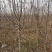 苹果树苗，矮化苹果树，矮化中间砧苹果树，美八苹果树苗