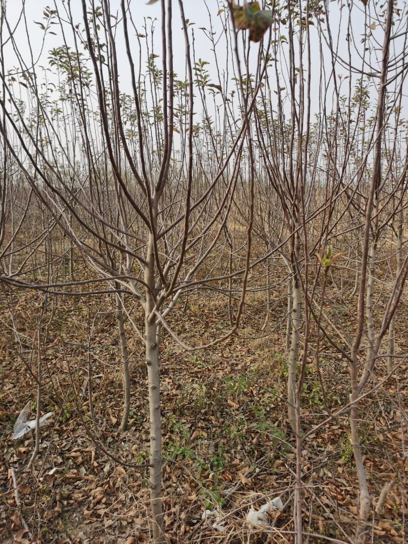 苹果树苗，矮化苹果树，矮化中间砧苹果树，美八苹果树苗