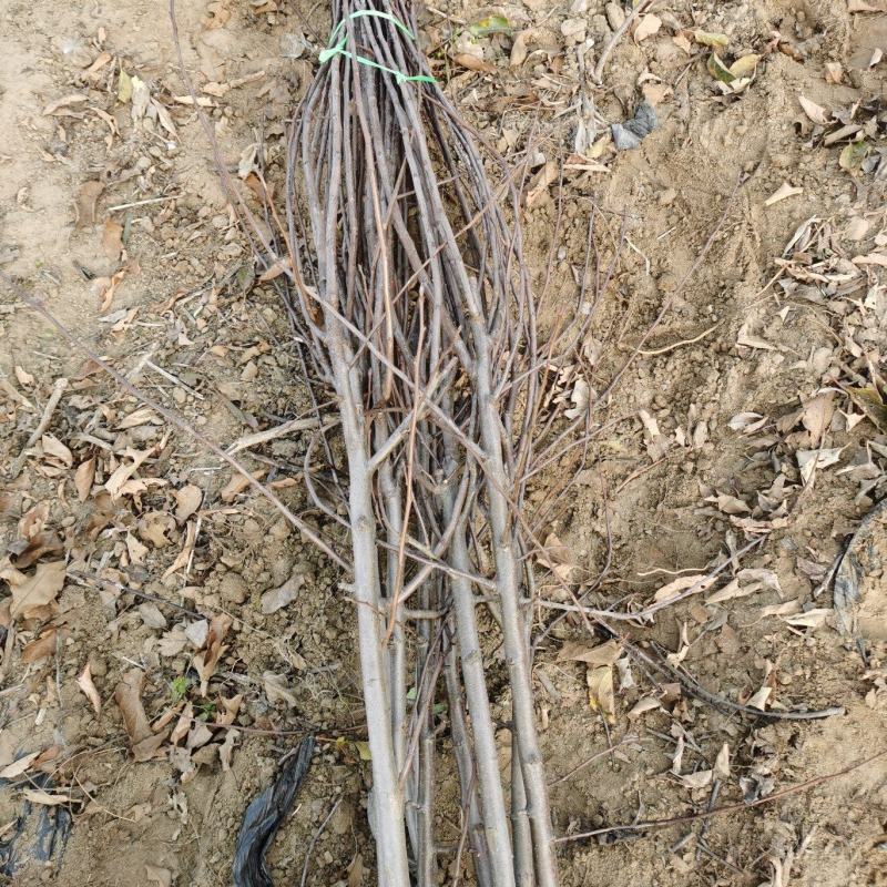 苹果树苗，矮化苹果树，矮化中间砧苹果树，美八苹果树苗