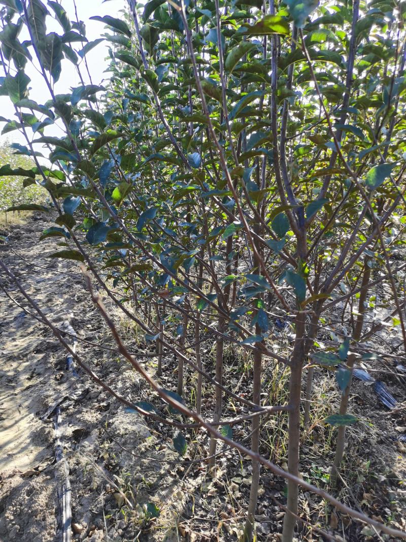 苹果树苗，矮化苹果树，矮化中间砧苹果树，美八苹果树苗