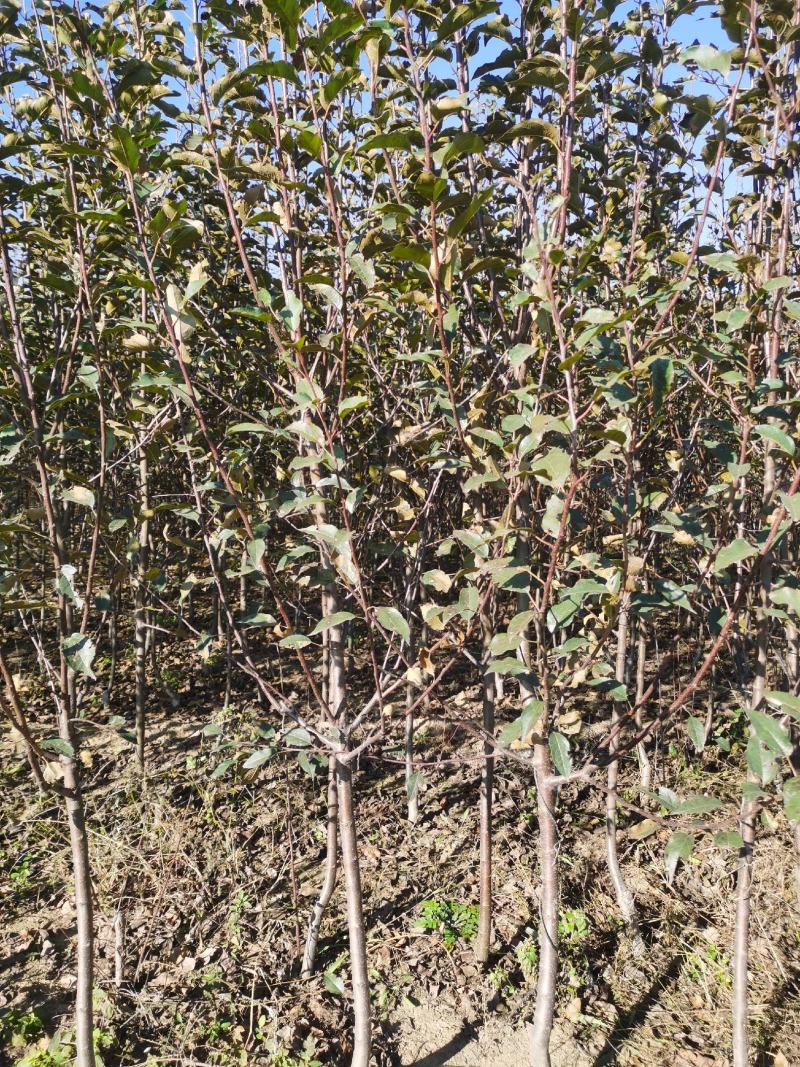 苹果树苗，矮化苹果树，矮化中间砧苹果树，美八苹果树苗