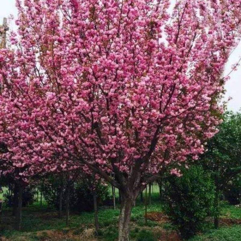 日本樱花