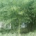 四季竹
