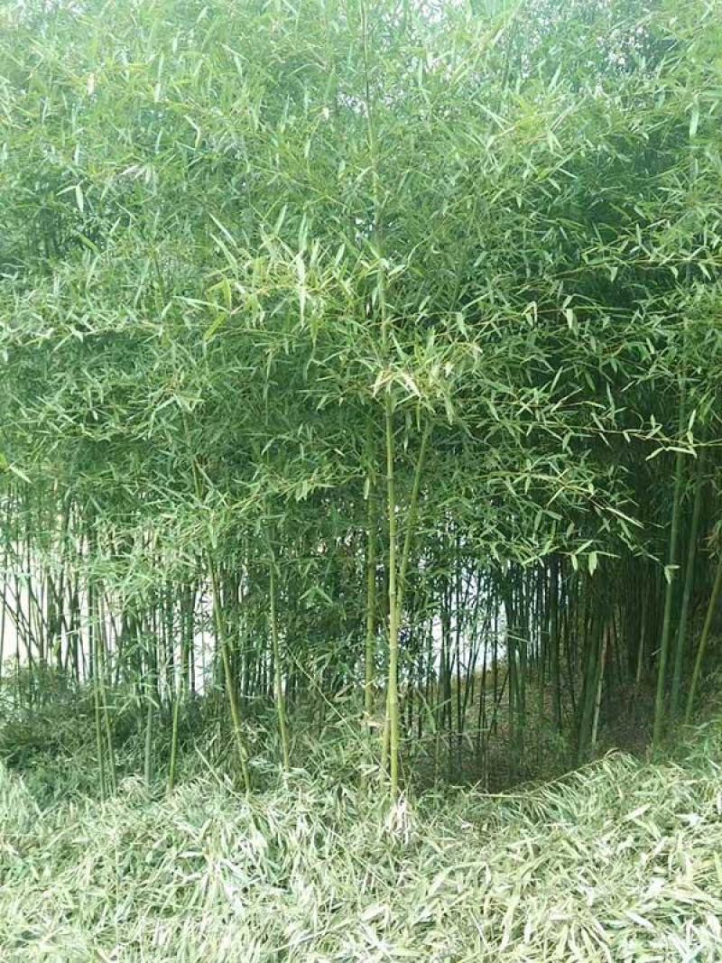 四季竹
