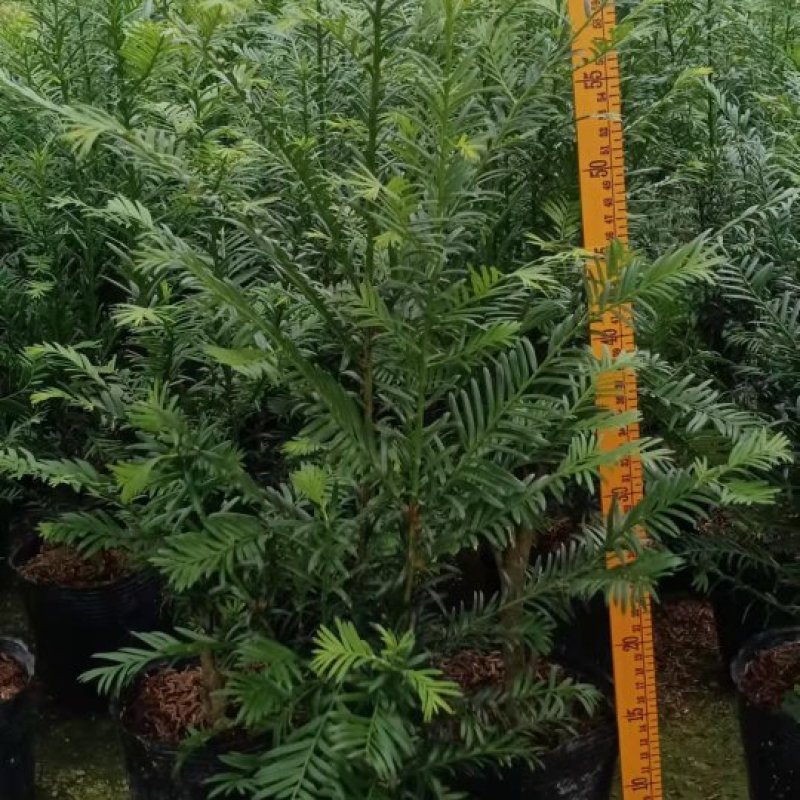 红豆杉苗出售