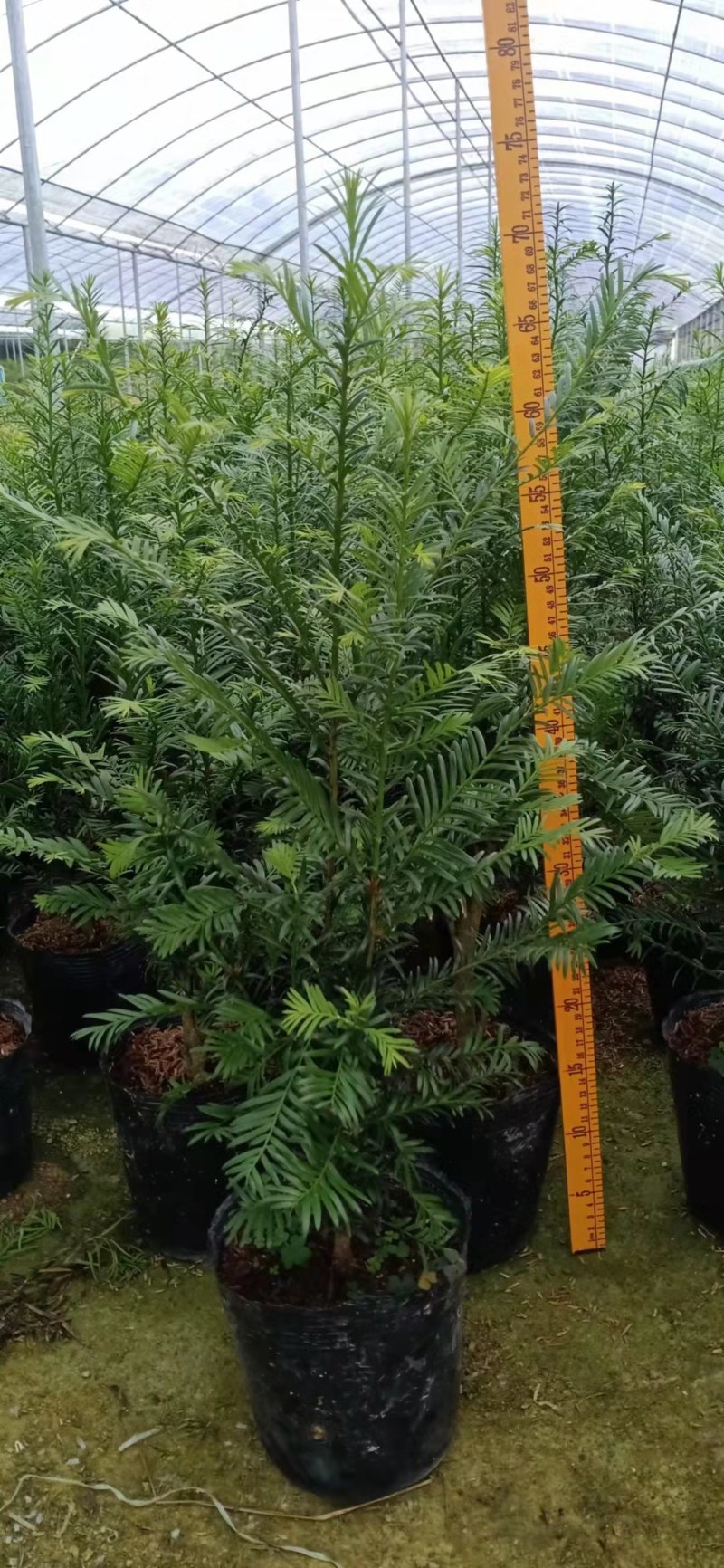 红豆杉苗出售