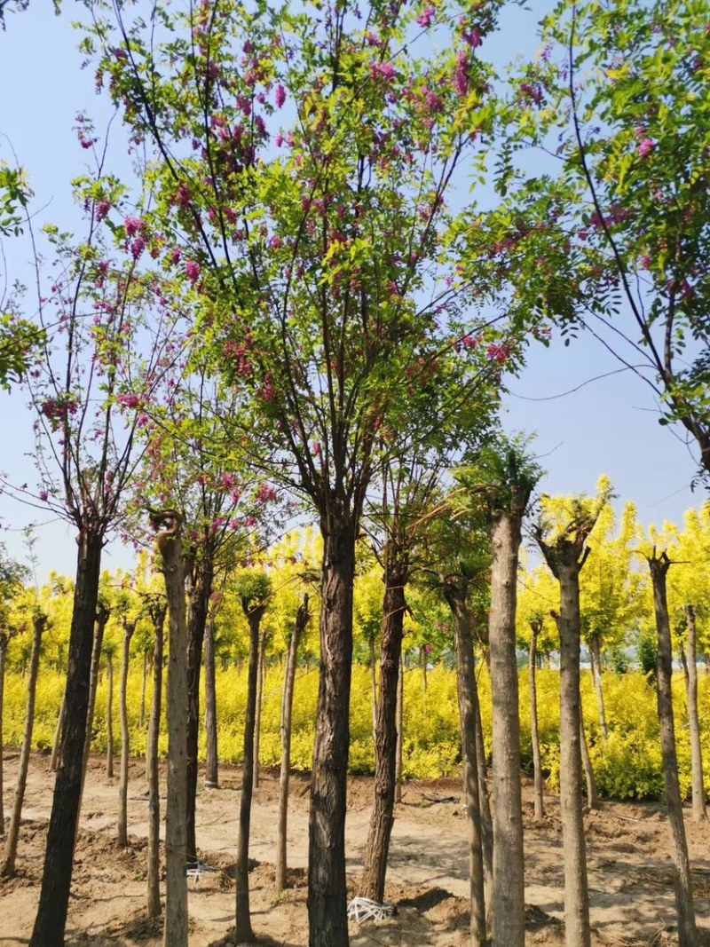 供应12公分香花槐15公分香花槐18公分香花槐量大