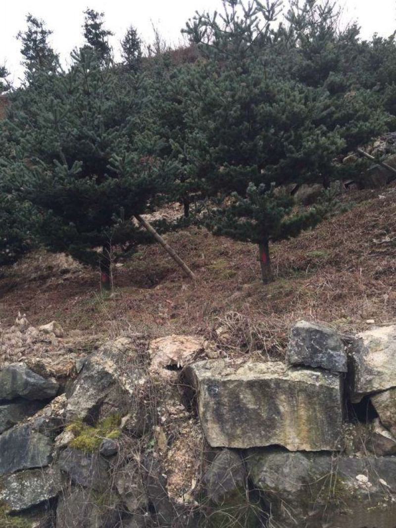 五针松
