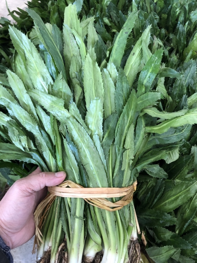 云南香菜新鲜刺芫荽刺芹老缅芫荽德宏傣味调料大香菜