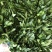 云南香菜新鲜刺芫荽刺芹老缅芫荽德宏傣味调料大香菜