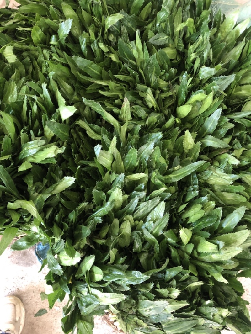 云南香菜新鲜刺芫荽刺芹老缅芫荽德宏傣味调料大香菜