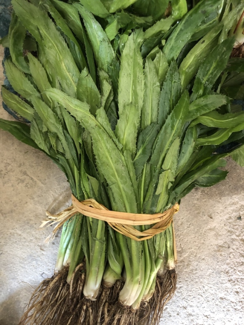 云南香菜新鲜刺芫荽刺芹老缅芫荽德宏傣味调料大香菜