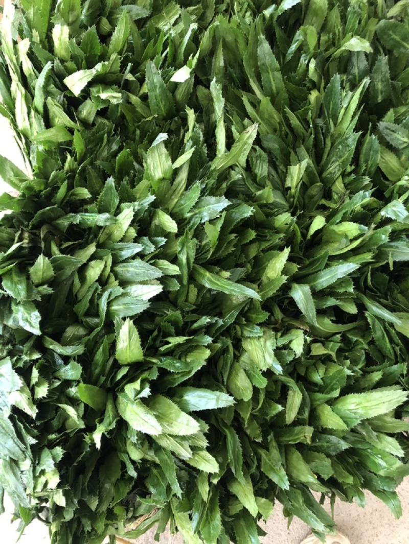 云南香菜新鲜刺芫荽刺芹老缅芫荽德宏傣味调料大香菜