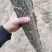 无絮杨树苗南林3804/3412成活率高，量大价优