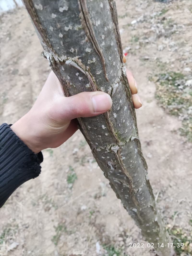 无絮杨树苗南林3804/3412成活率高，量大价优