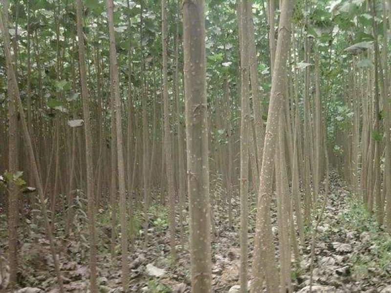 杨树