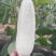 山东博洋61甜瓜大量有货产地直供质量保证,口感脆甜