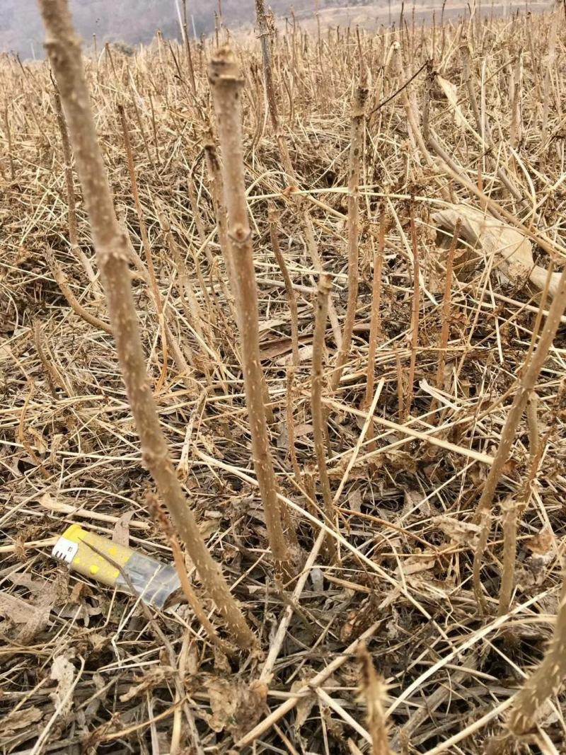 刺嫩芽苗，刺龙芽小苗，货以不多了需要的朋友联系我基地看货