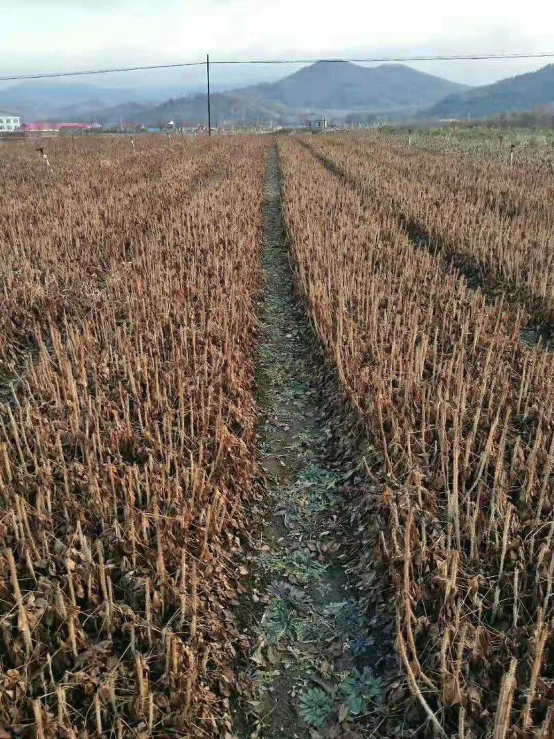 刺嫩芽苗，刺龙芽小苗，货以不多了需要的朋友联系我基地看货