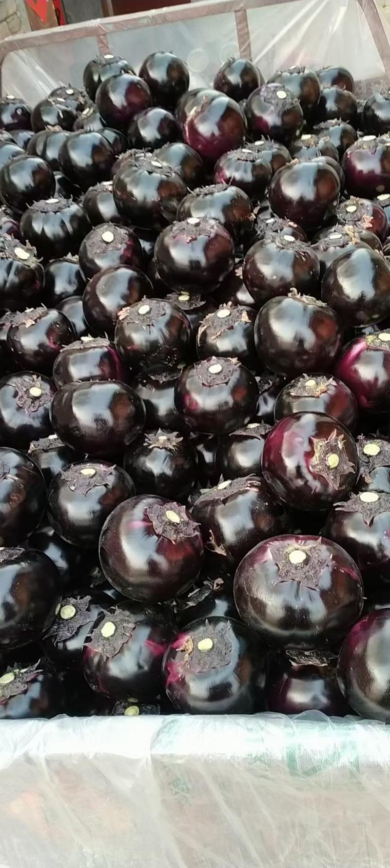 【优选】山东聊城万亩蔬菜产地冷棚紫光园茄保质保量货发全国