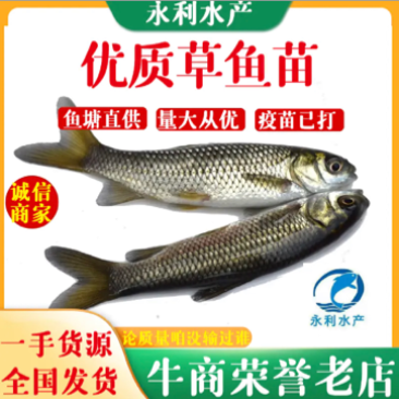 【包邮】长江抗病草鱼苗、贵州草鱼苗优质草鱼苗已打疫苗