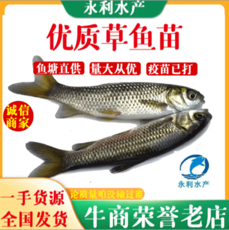 【包邮】长江抗病草鱼苗、贵州草鱼苗优质草鱼苗已打疫苗