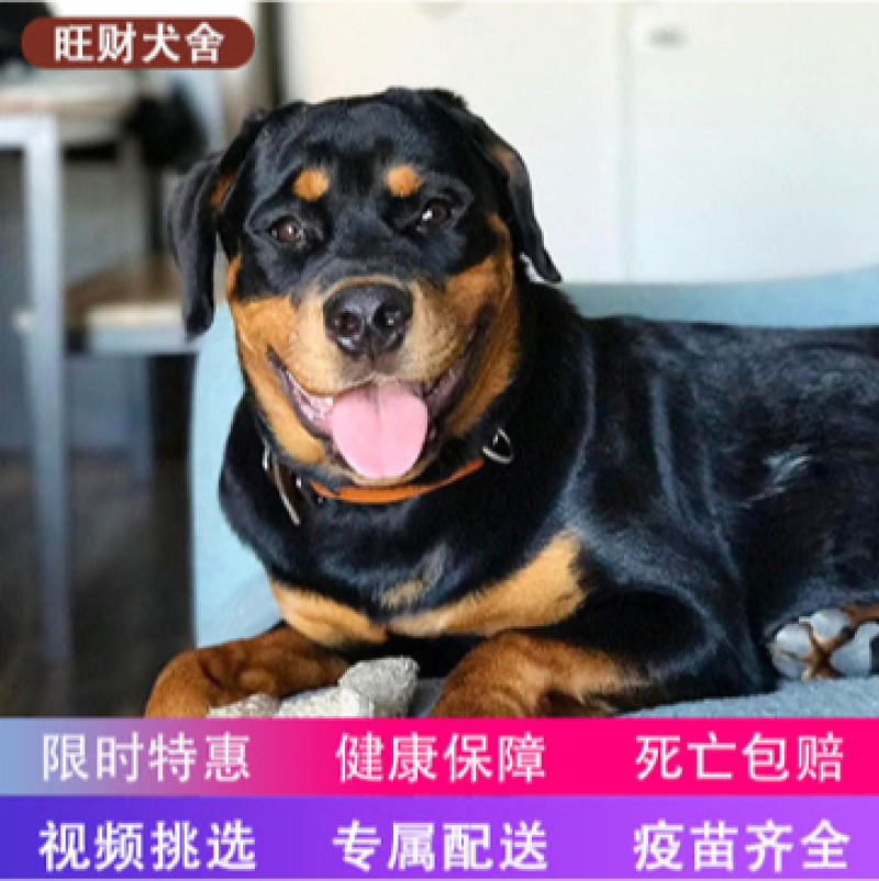 罗威纳幼犬活体大头防爆德系赛级双血统美系纯种罗威纳