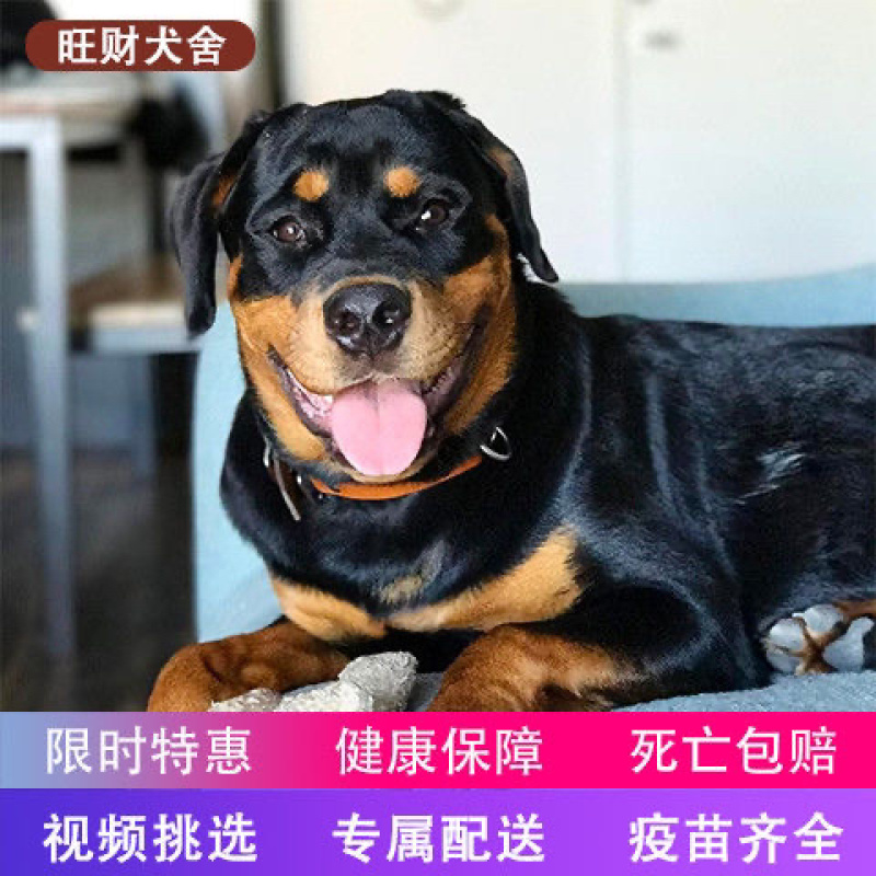 罗威纳幼犬活体大头防爆德系赛级双血统美系纯种罗威纳