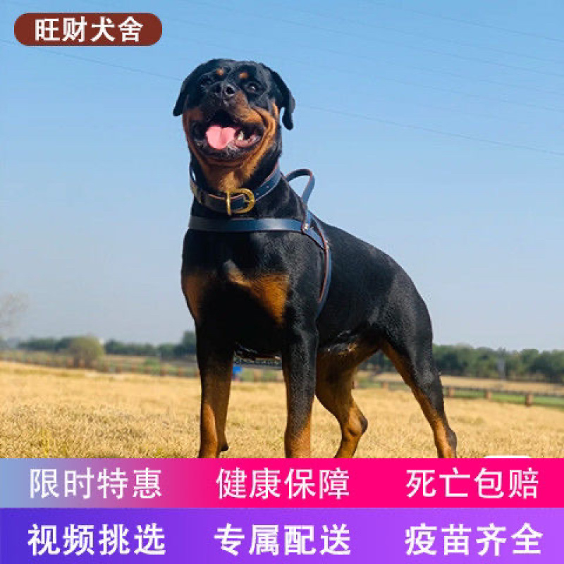 罗威纳幼犬活体大头防爆德系赛级双血统美系纯种罗威纳