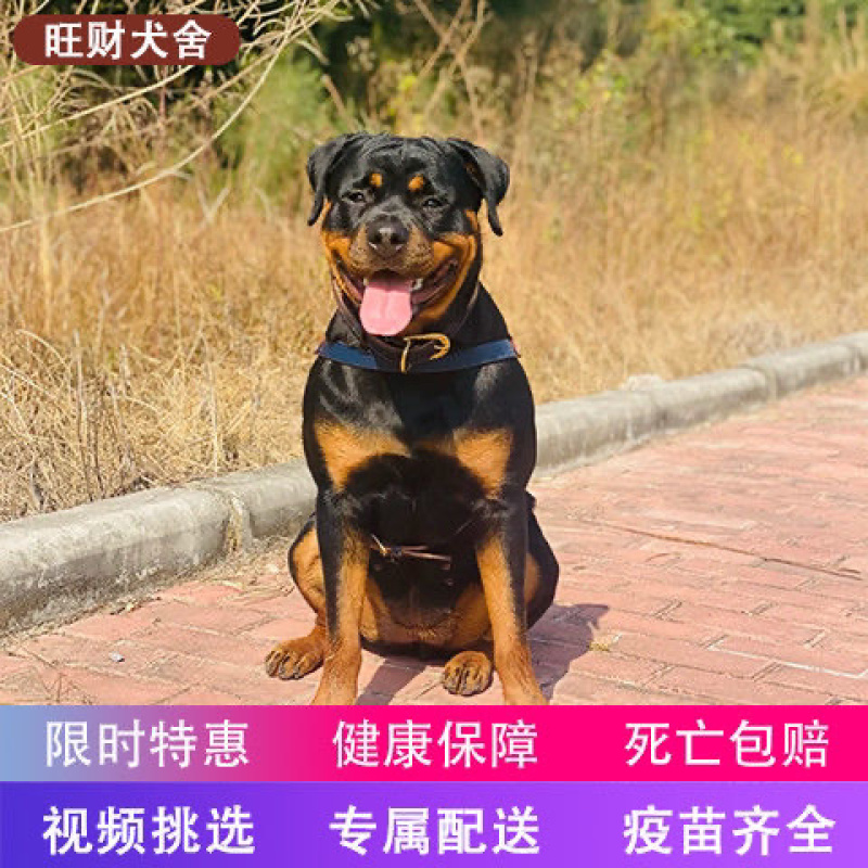 罗威纳幼犬活体大头防爆德系赛级双血统美系纯种罗威纳