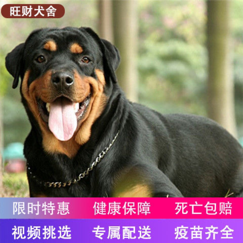罗威纳幼犬活体大头防爆德系赛级双血统美系纯种罗威纳
