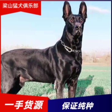 纯种黑狼犬幼犬看家护院狗狗猛犬纯黑色墨界大型中华狼狗