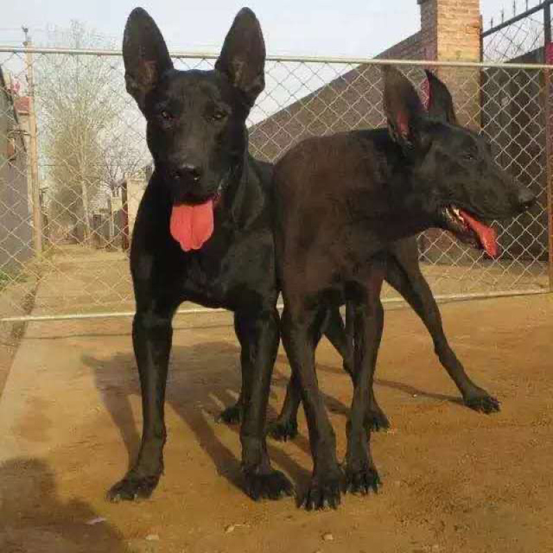 纯种黑狼犬幼犬看家护院狗狗猛犬纯黑色墨界大型中华狼狗
