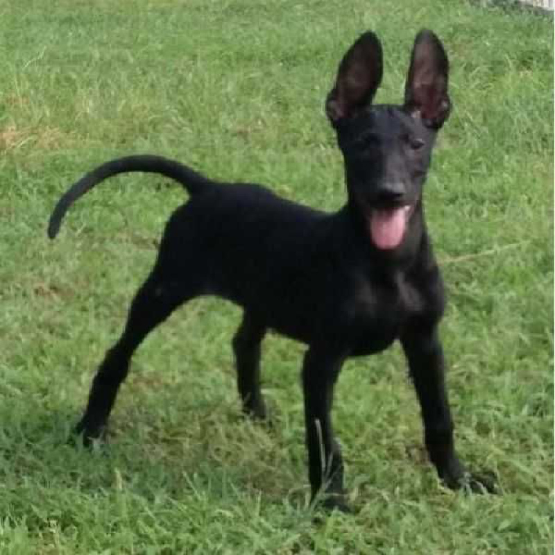 纯种黑狼犬幼犬看家护院狗狗猛犬纯黑色墨界大型中华狼狗