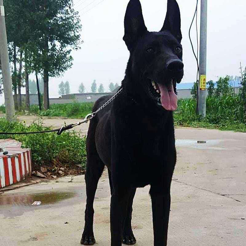 纯种黑狼犬幼犬看家护院狗狗猛犬纯黑色墨界大型中华狼狗