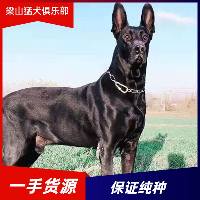 纯种黑狼犬幼犬看家护院狗狗猛犬纯黑色墨界大型中华狼狗