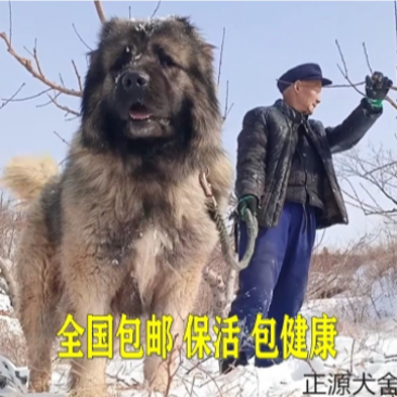纯种高加索幼犬猎犬巨型犬熊版俄罗斯中亚牧羊犬护卫犬