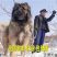 纯种高加索幼犬猎犬巨型犬熊版俄罗斯中亚牧羊犬护卫犬