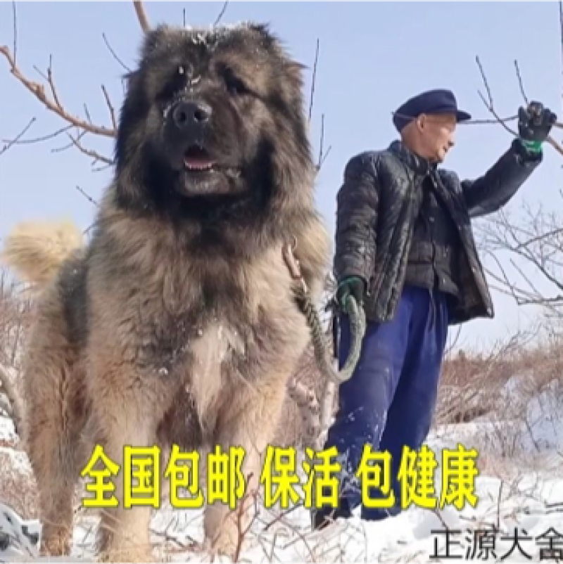 纯种高加索幼犬猎犬巨型犬熊版俄罗斯中亚牧羊犬护卫犬