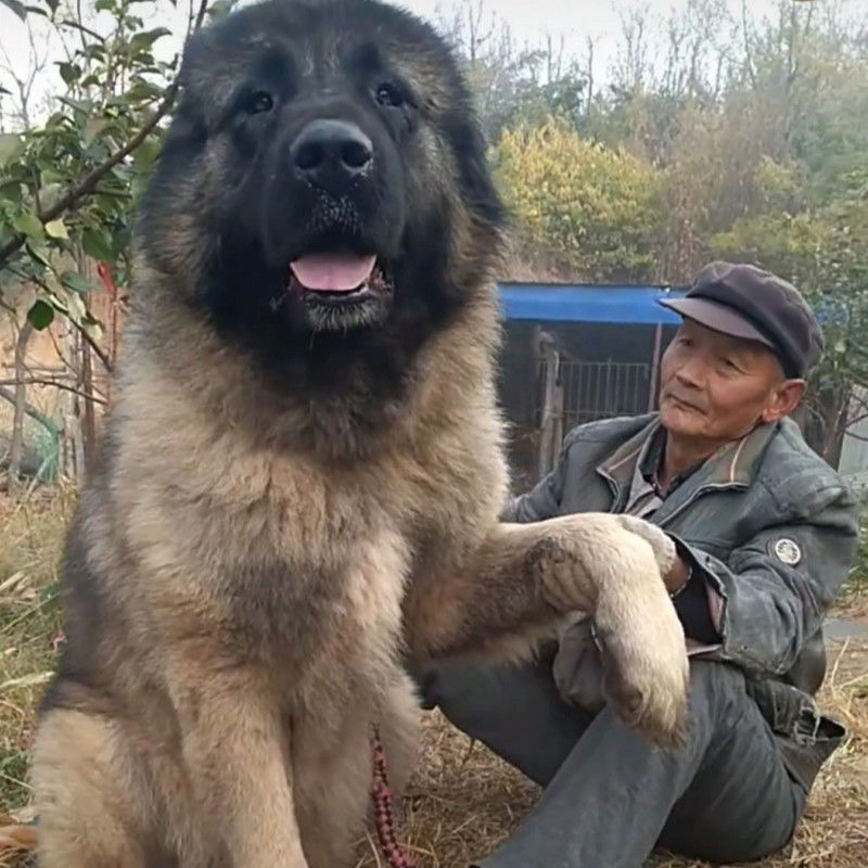 纯种高加索幼犬猎犬巨型犬熊版俄罗斯中亚牧羊犬护卫犬