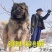 纯种高加索幼犬猎犬巨型犬熊版俄罗斯中亚牧羊犬护卫犬