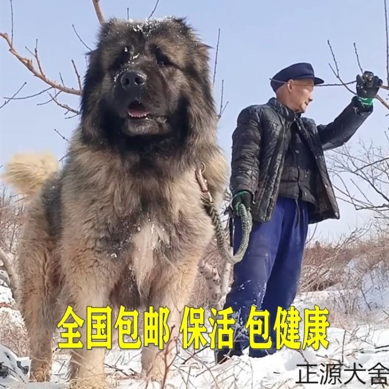 纯种高加索幼犬猎犬巨型犬熊版俄罗斯中亚牧羊犬护卫犬