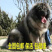 纯种高加索幼犬猎犬巨型犬熊版俄罗斯中亚牧羊犬护卫犬
