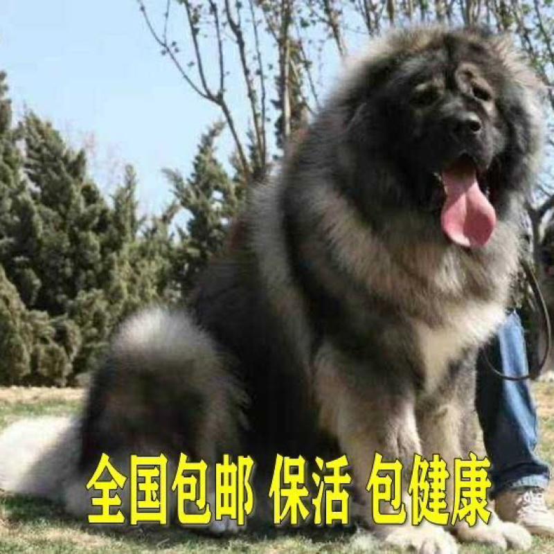 纯种高加索幼犬猎犬巨型犬熊版俄罗斯中亚牧羊犬护卫犬