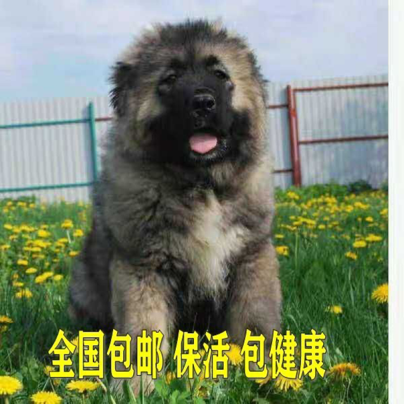 纯种高加索幼犬猎犬巨型犬熊版俄罗斯中亚牧羊犬护卫犬